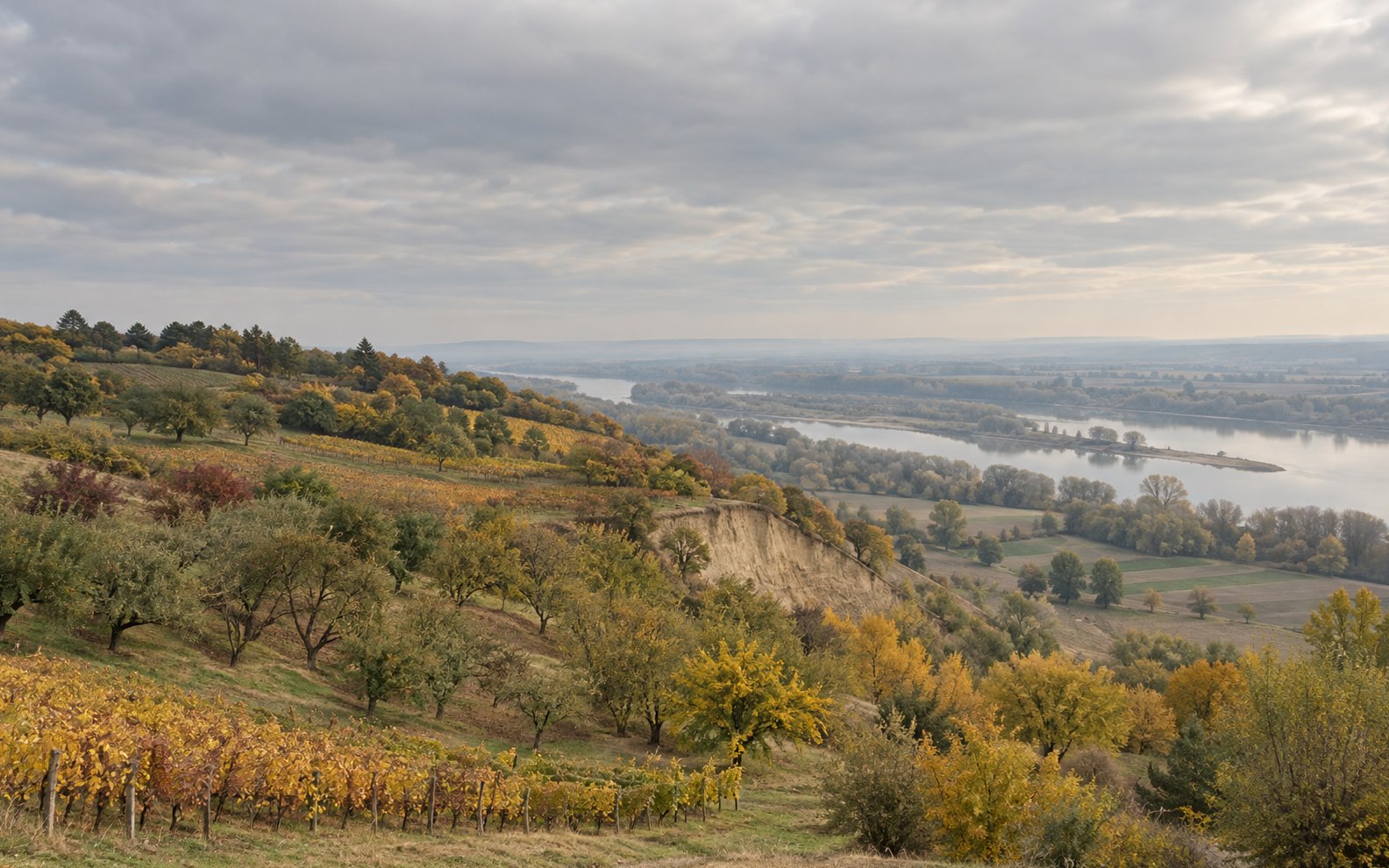 Autumn orchards and vines cover a loess upland above a pale ravine edge and a distant river valley.