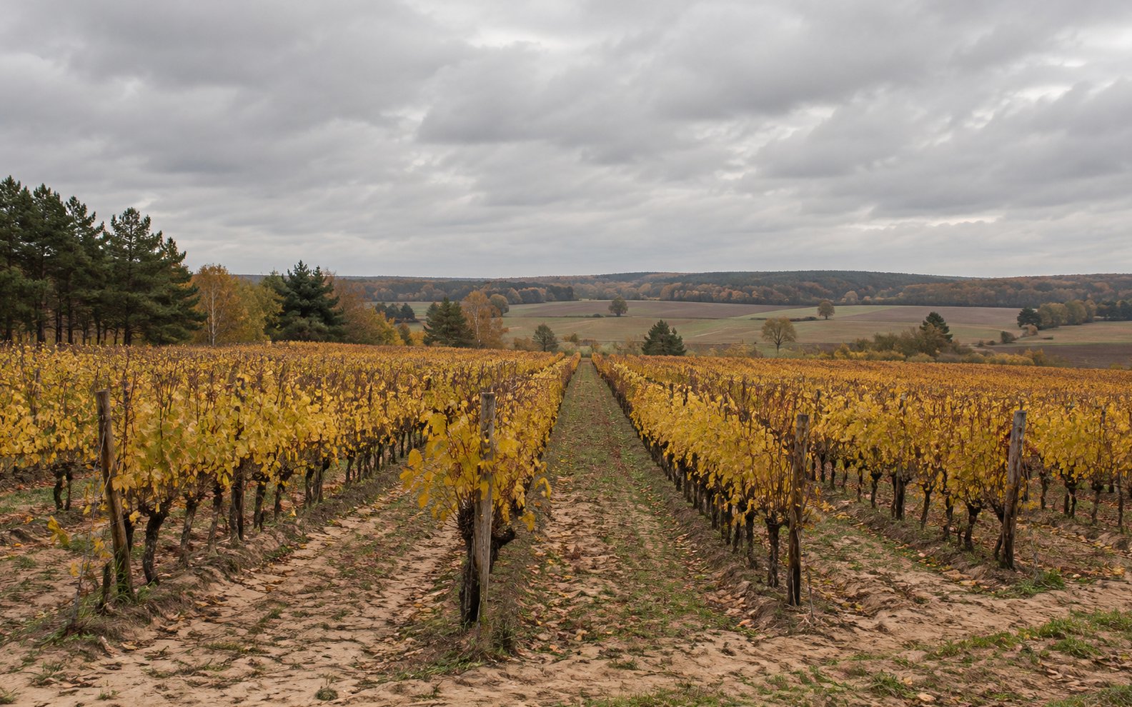 Long autumn vine rows cross sandy ground beside pines under a broad grey sky.
